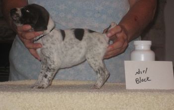 Girl Black 3 wks old SOLD-Paul

