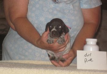 Girl Pink 3 wks old
