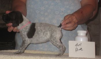 Girl Pink 3 wks old
