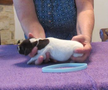 1 week old

