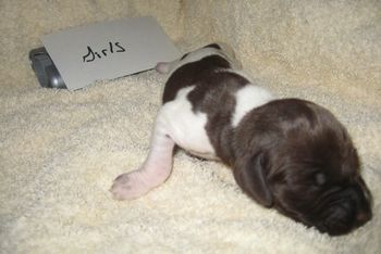 Girl 1 wk old
