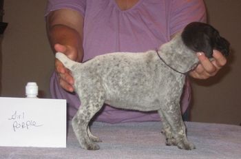 4 weeks old
