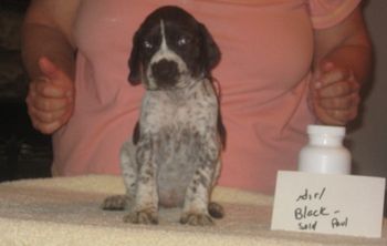 Black Girl 5 wks old Sold to Paul
