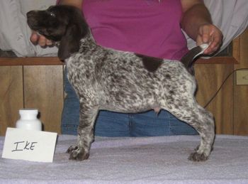 6.5 weeks old
