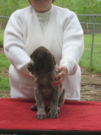 Boy 2 Cupid 7 weeks old. Now Conner
