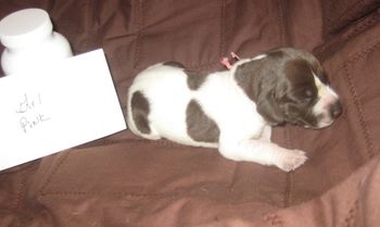 1 week old
