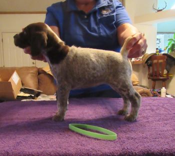 5 weeks old
