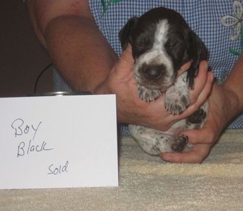3 weeks old
