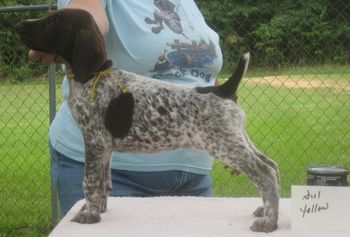 Yellow Girl 7 wks old

