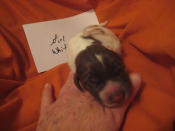 Newborn
