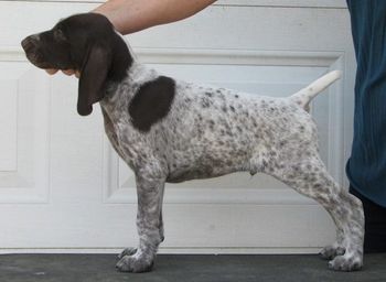 8 weeks old

