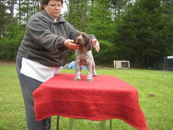 Boy 1 Romeo 7 weeks old. Now Gunner

