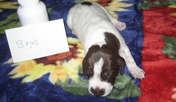 13 days old Going to CA
