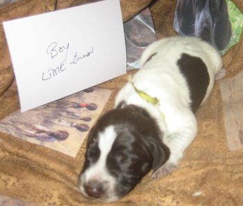 6 days old
