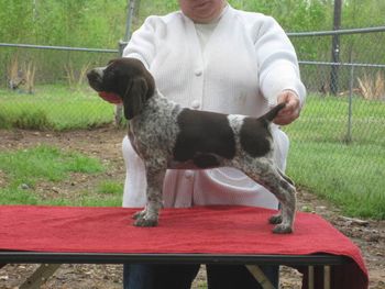Girl 2 Sugar 7 weeks old. Now Briarwood Edelmarke Be My Babe
