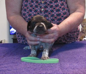 3 week old
