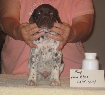 Navy Blue Boy 5 wks old Sold to Sherry
