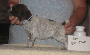 Boy Light Blue 3 wks old SOLD
