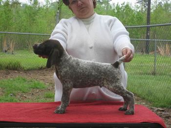 Boy 2 Cupid 7 weeks old. Now Briarwood Edelmarke Heart of Gold
