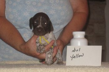 Girl Yellow 3 wks old
