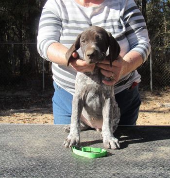 9 weeks old
