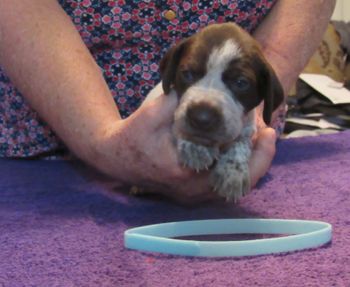 3 weeks old
