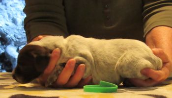 2 weeks old
