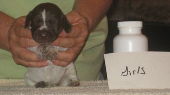 Girl 2 wk old
