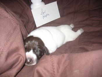 1 week old
