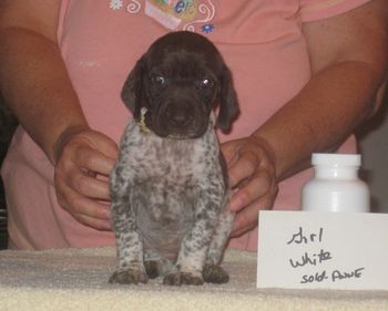 Girl White 5 wks old
