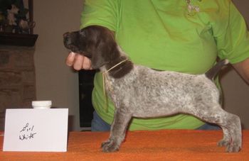 4.5 weeks old
