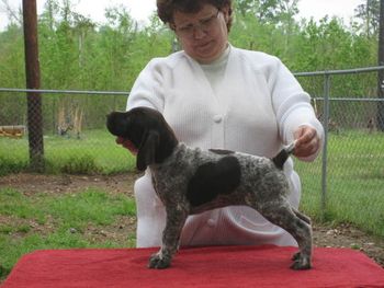 Girl 1 Valentine 7 weeks old. Now CH Briarwood Edelmarke v Reflection
