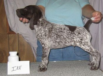 7 weeks old
