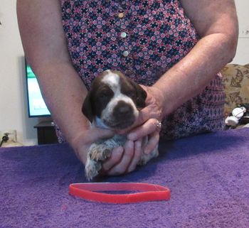 3 weeks old
