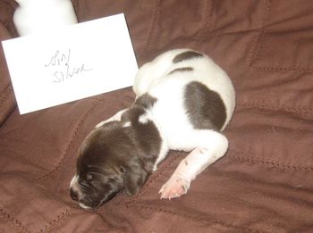 1 week old
