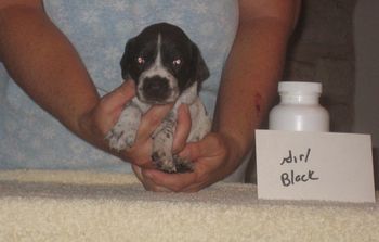 Girl Black 3 wks old SOLD-Paul
