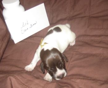 1 week old
