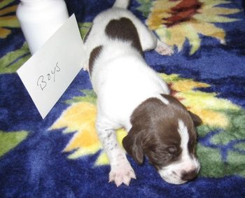 13 days old
