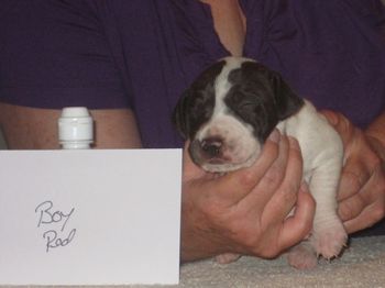 2 1/2 weeks old
