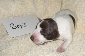 Boy 1 wk old

