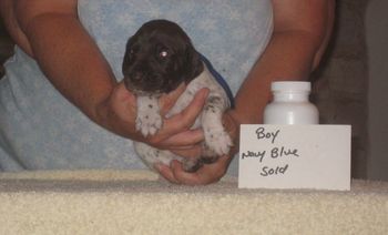 Boy Navy Blue 3 wks old SOLD-Sherry
