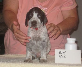 Red Boy 5 wks old SOLD
