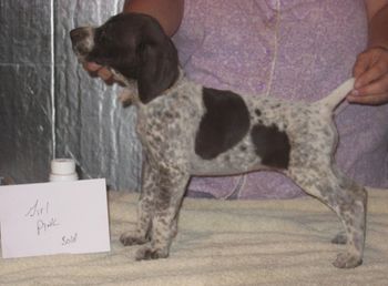 7 weeks old
