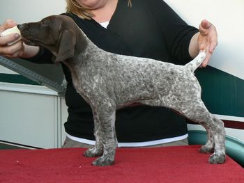 Girl 4 Sweetie 7 weeks old. Now Matilda
