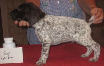 5 weeks old
