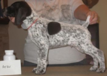 7 weeks old
