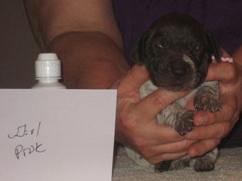 2 1/2 weeks old
