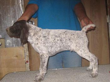 8 weeks old
