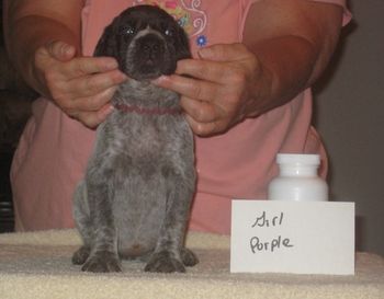 Purple Girl 5 wks old SOLD
