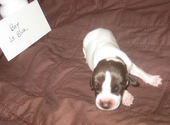 1 week old
